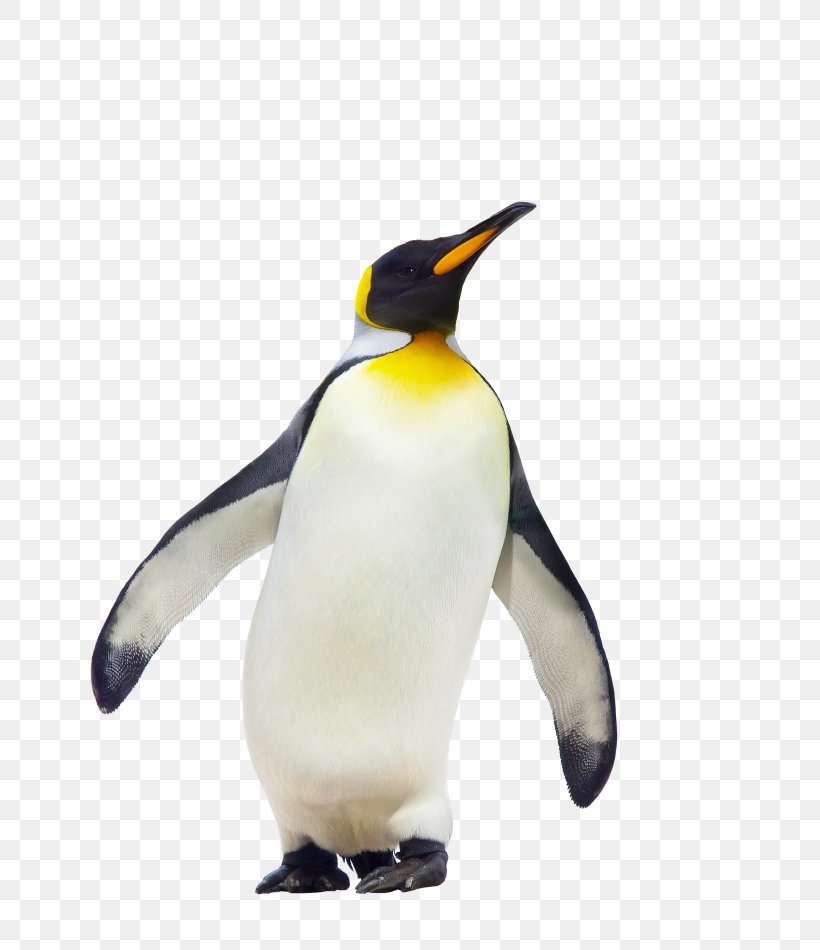CfE Higher Geography Course Notes Penguin Antarctica Royalty-free, PNG, 760x950px, Cfe Higher Geography Course Notes, Animal Figure, Antarctic, Antarctica, Beak Download Free