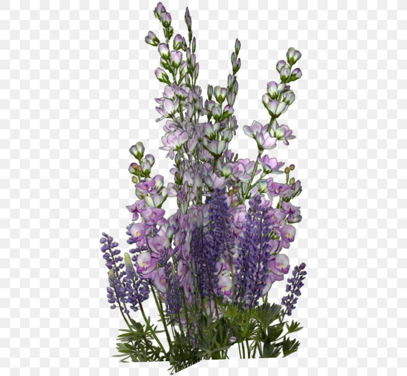 Flower English Lavender Floral Design Clip Art, PNG, 433x757px, Flower, Autocad Dxf, Catkin, Cut Flowers, English Lavender Download Free