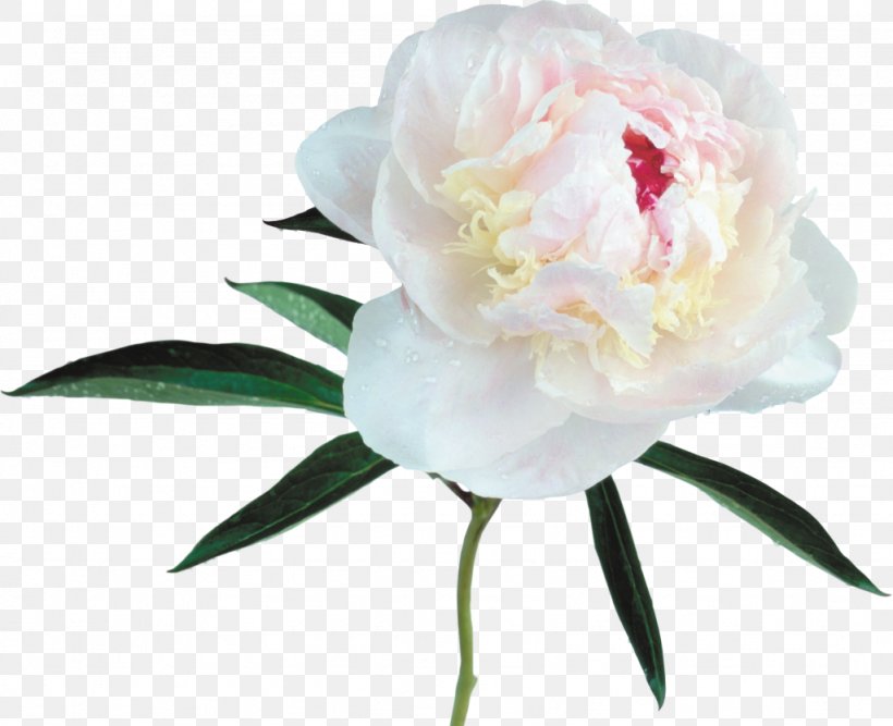 Peony Desktop Wallpaper Flower Clip Art, PNG, 1024x834px, Peony, Cut Flowers, Flower, Flower Bouquet, Flowering Plant Download Free