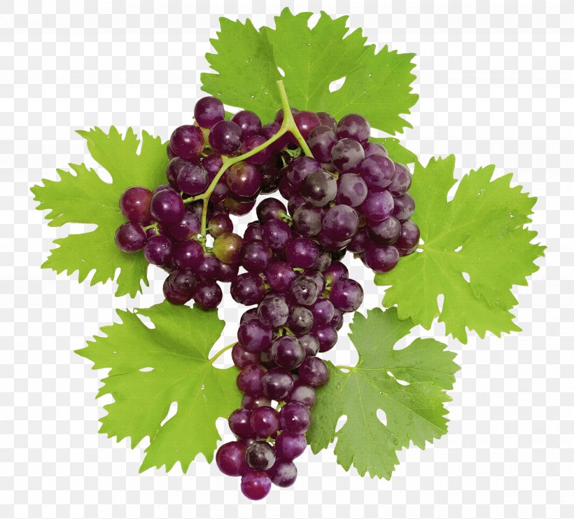 Common Grape Vine Dolma Wine Stock Photography, PNG, 3656x3307px, Common Grape Vine, Berry, Boysenberry, Can Stock Photo, Currant Download Free