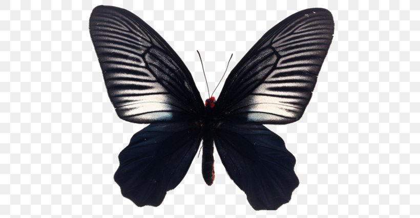 Butterfly Stock Photography Royalty-free Illustration, PNG, 600x426px, Butterfly, Art, Arthropod, Brush Footed Butterfly, Insect Download Free