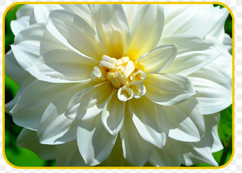 Dahlia A Tough Morning Yellow Green Flower, PNG, 1920x1376px, Dahlia, Annual Plant, Aster, Clothing, Daisy Family Download Free