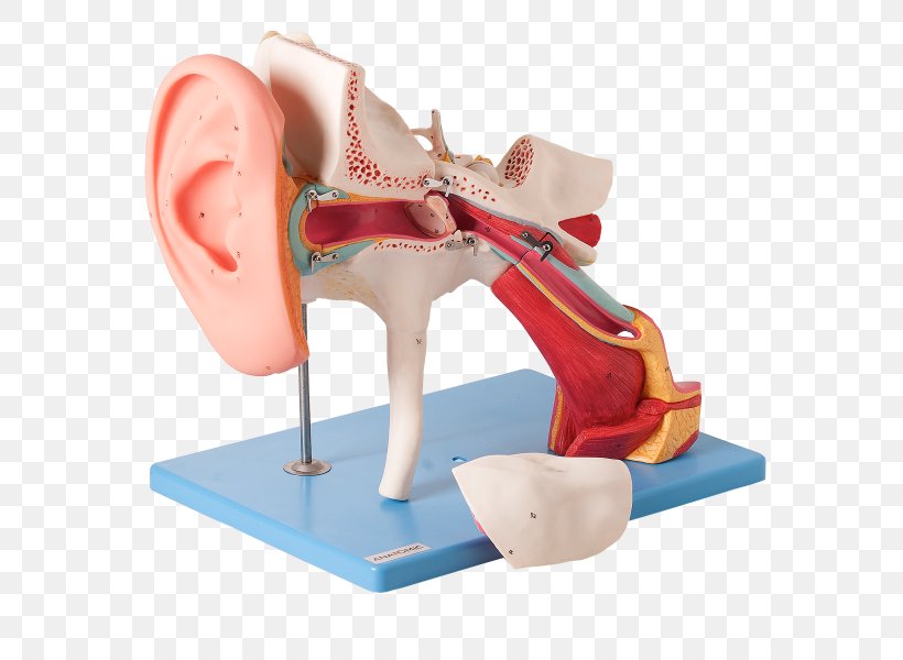 Ear Canal Eardrum Outer Ear Auditory System, PNG, 600x600px, Watercolor, Cartoon, Flower, Frame, Heart Download Free