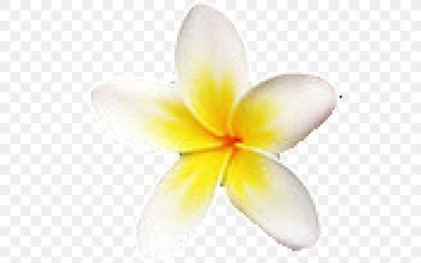 Flower Petal Frangipani Stock Photography, PNG, 512x512px, Flower, Beaches Home Services Llc, Bild, Cleaning, Fort Myers Beach Download Free