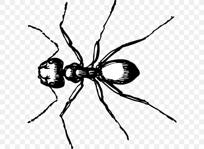 Ant Clip Art, PNG, 600x599px, Ant, Arthropod, Black And White, Black Garden Ant, Branch Download Free