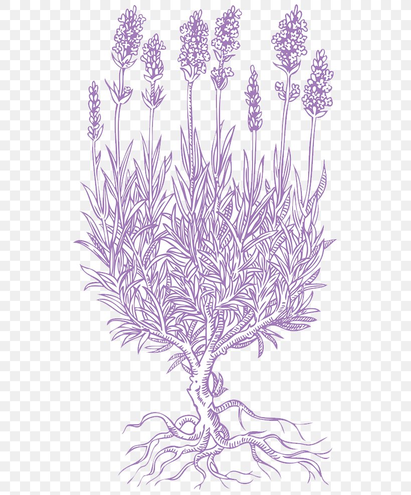 Lavender Petal Drawing, PNG, 660x987px, Lavender, Branch, Drawing, Flora, Floral Design Download Free