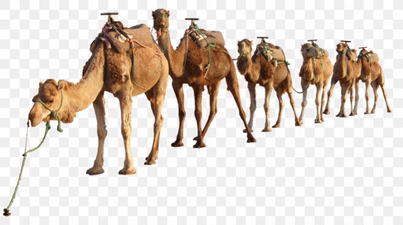 Bactrian Camel Dromedary Clip Art Image, PNG, 903x505px, Bactrian Camel, Adaptation, Arabian Camel, Camel, Camelid Download Free