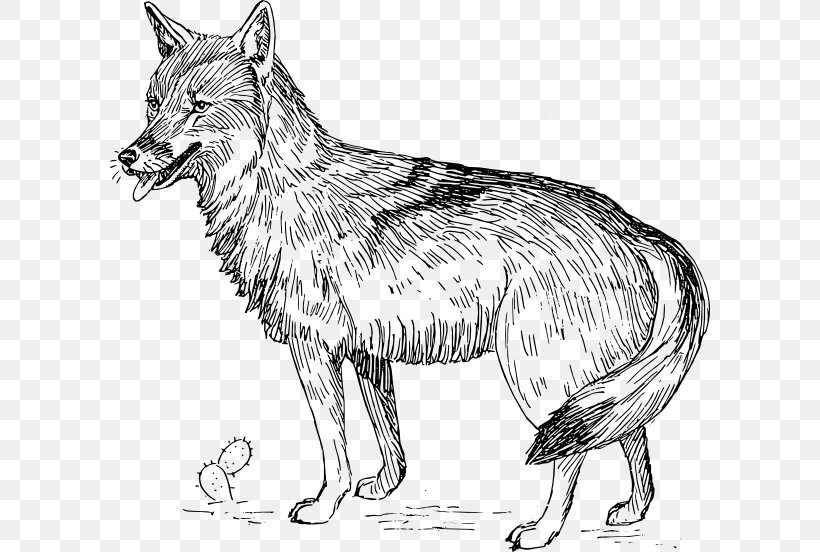 Coyote Gray Wolf Clip Art, PNG, 600x552px, Coyote, Artwork, Black And White, Carnivoran, Cartoon Download Free