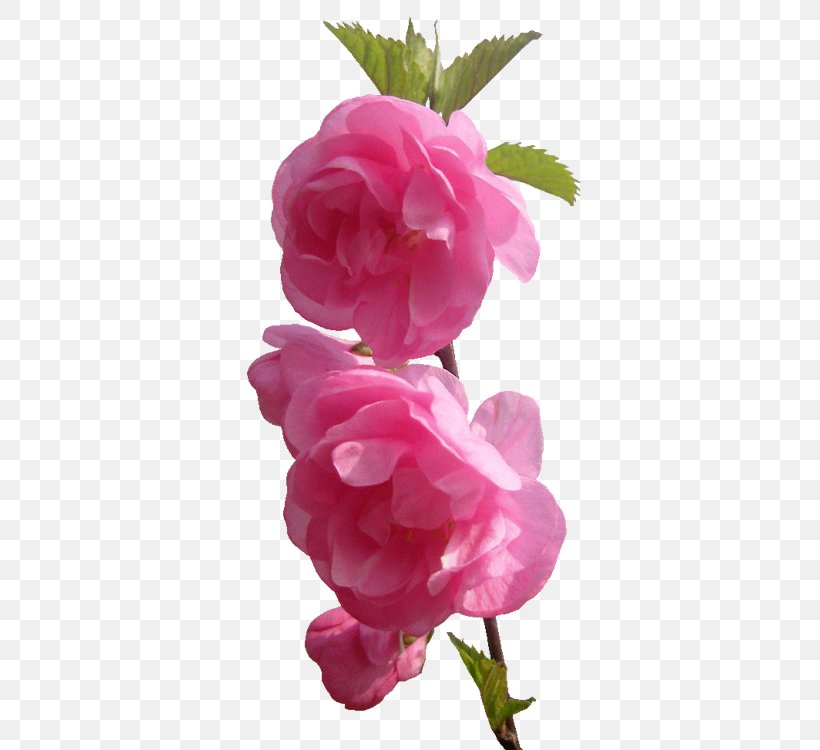 Garden Roses Flower Pink Image, PNG, 750x750px, Garden Roses, Beach Rose, Blossom, Bud, Cabbage Rose Download Free