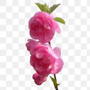 Fiori - Garden Roses Flower Pink Image PNG