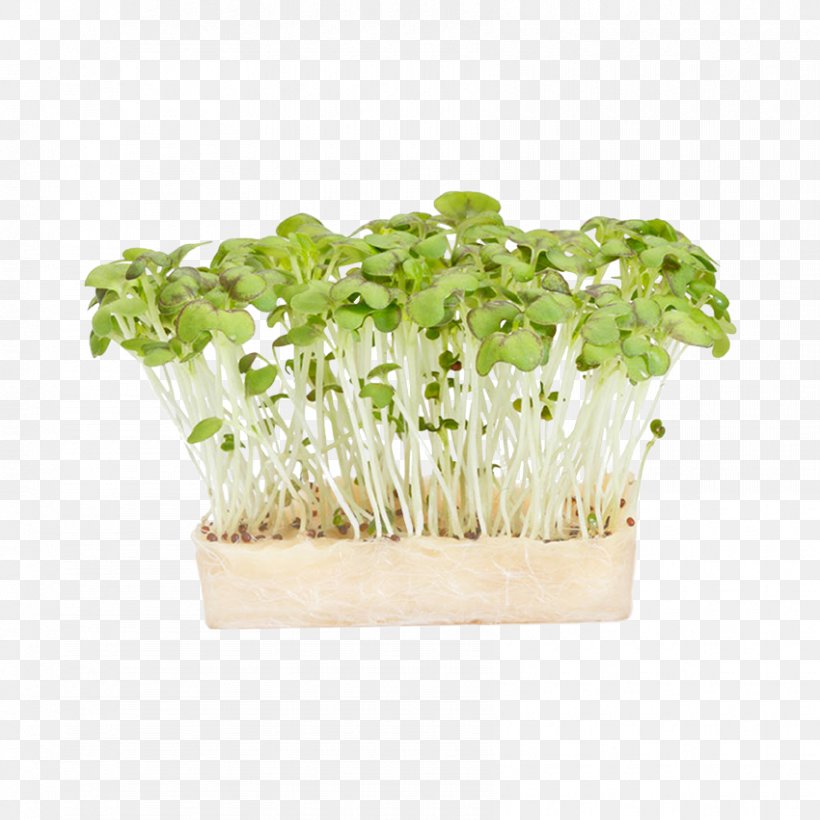 Herb Garden Cress Mustard Plant Watercress, PNG, 850x850px, Herb, Basil, Chives, Flavor, Flowerpot Download Free