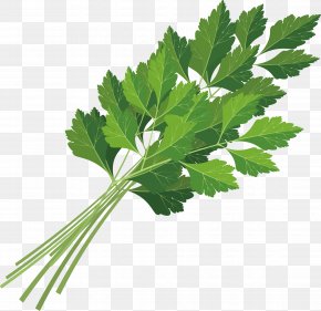 Coriander Decoration Design - Parsley Coriander Leaf Celery Icon PNG