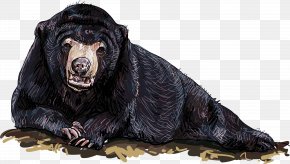 Bear - Polar Bear Wolf Vector Graphics Illustration PNG