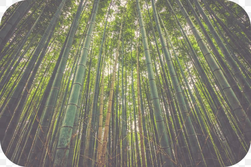 Bamboo Nature Natural Environment Natural Resource Plants, PNG, 1500x1000px, Bamboo, Bamboo Bicycle, Bambusa, Conservation, Grass Download Free