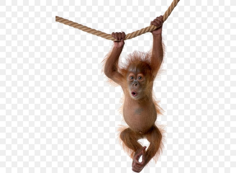 Chimpanzee Sumatran Orangutan Sumatran Orangutan Monkey, PNG, 434x600px, Chimpanzee, Animal, Ape, Fur, Great Ape Download Free