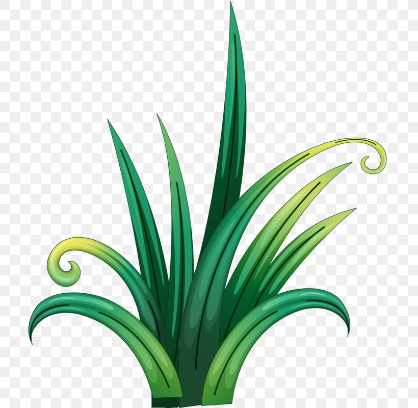 Green Grass, PNG, 751x800px, Green, Concepteur, Dots Per Inch, Flora, Flower Download Free