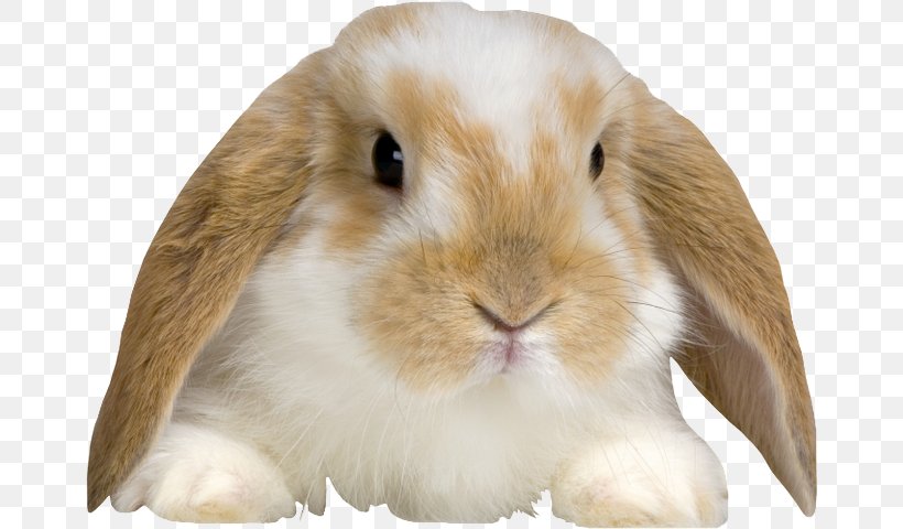 Holland Lop English Lop Domestic Rabbit Morkie, PNG, 686x480px, Holland Lop, Animal, Big Cat, Cuteness, Domestic Rabbit Download Free