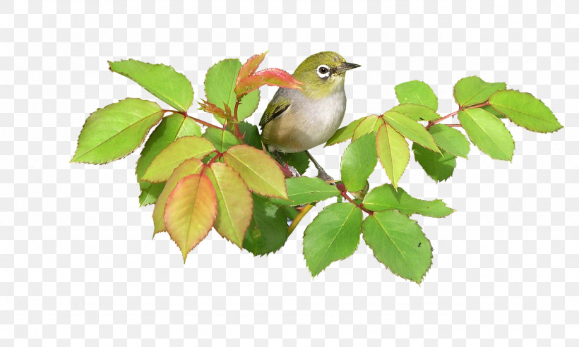 Holly, PNG, 1280x769px, Bird, Beak, Branch, Cedar Waxwing, Flower Download Free