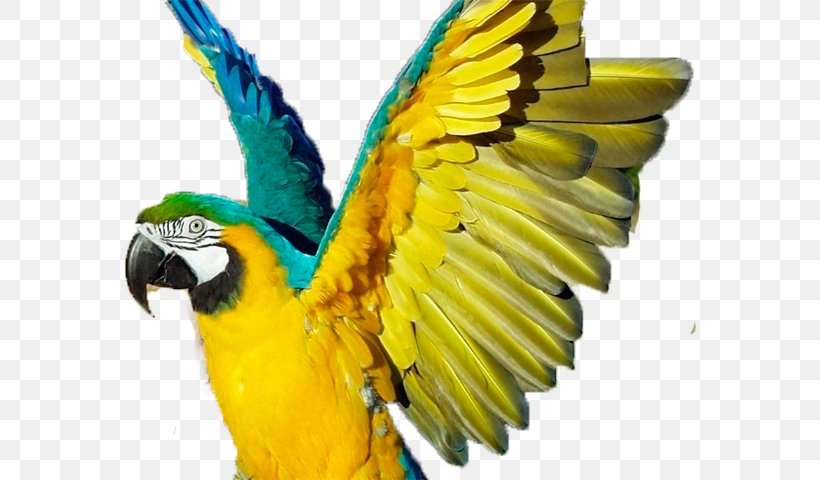 Parrot Bird Blue-and-yellow Macaw Scarlet Macaw, PNG, 574x480px, Parrot, Amazon Parrot, Animal, Beak, Bird Download Free