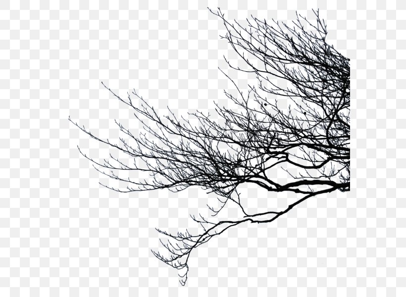 Branch Clip Art, PNG, 595x600px, Branch, Black And White, Leaf, Lossless Compression, Monochrome Download Free