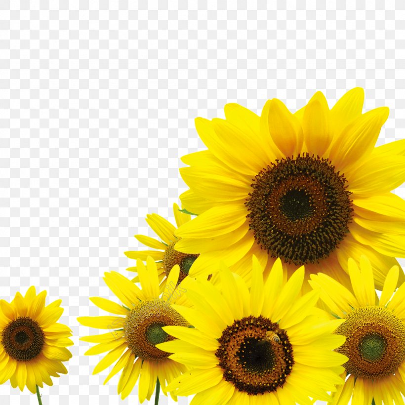 Common Sunflower Image Download Vector Graphics, PNG, 1024x1024px, Common Sunflower, Annual Plant, Asterales, Cdr, Cuisine Download Free