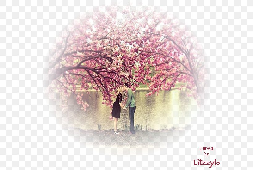 Desktop Wallpaper Couple Display Resolution, PNG, 650x550px, Couple, Blossom, Branch, Cherry Blossom, Computer Download Free