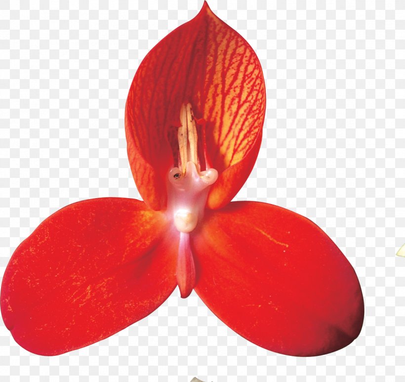 Flower Petal Clip Art, PNG, 1161x1095px, Flower, Blog, Digital Image, For You, Moth Orchid Download Free