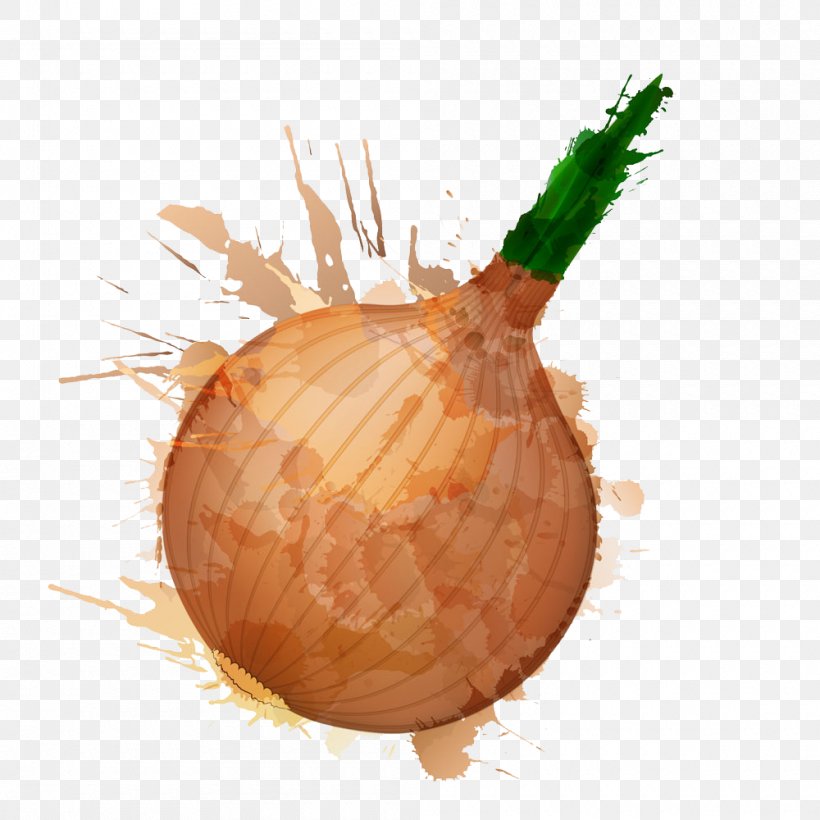 Onion Photography Royalty-free Clip Art, PNG, 1000x1000px, Onion, Fond Blanc, Food, Fruit, Photography Download Free