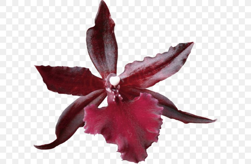 Pressed Flower Craft Petal Plant, PNG, 600x537px, Flower, Adobe Flash, Cattleya, Digital Image, Flora Download Free