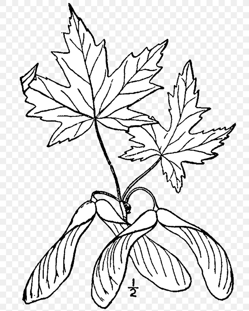 Silver Maple Sugar Maple Red Maple Maple Leaf Drawing, PNG, 759x1024px, Silver Maple, Acer Macrophyllum, Albeca, Black And White, Branch Download Free
