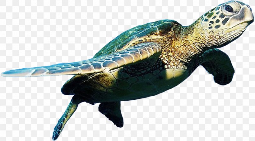 Belize Barrier Reef Hol Chan Marine Reserve Turtle Mexico Rocks, PNG, 1417x786px, Turtle, Beak, Box Turtle, Fauna, Green Sea Turtle Download Free