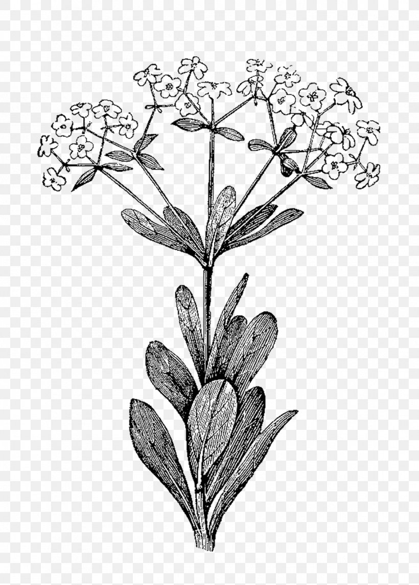 Botanical Illustration Botany Illustration, PNG, 1147x1600px, Botanical Illustration, Art, Black And White, Botanical Illustrator, Botanical Nomenclature Download Free