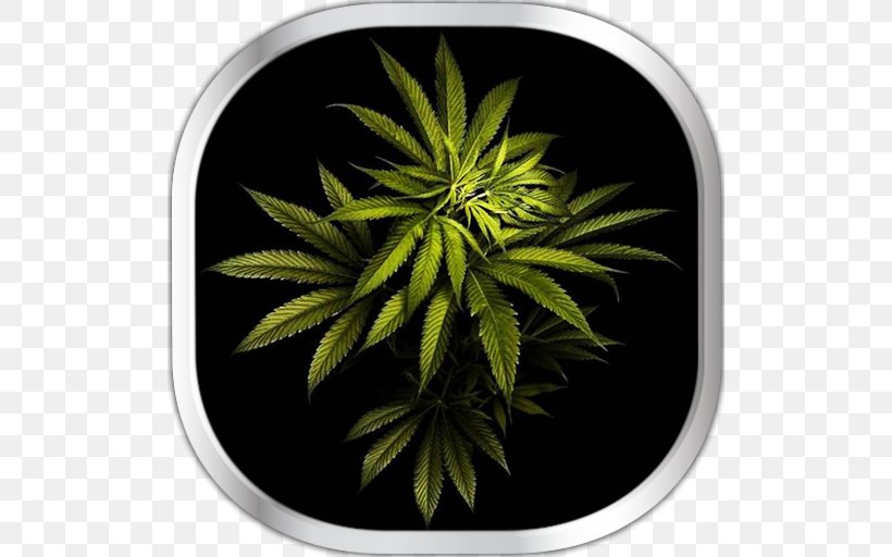 Brave New Weed: Adventures Into The Uncharted World Of Cannabis Desktop Wallpaper Computer, PNG, 512x512px, Cannabis, Android, Cannabis Smoking, Computer, Hemp Download Free