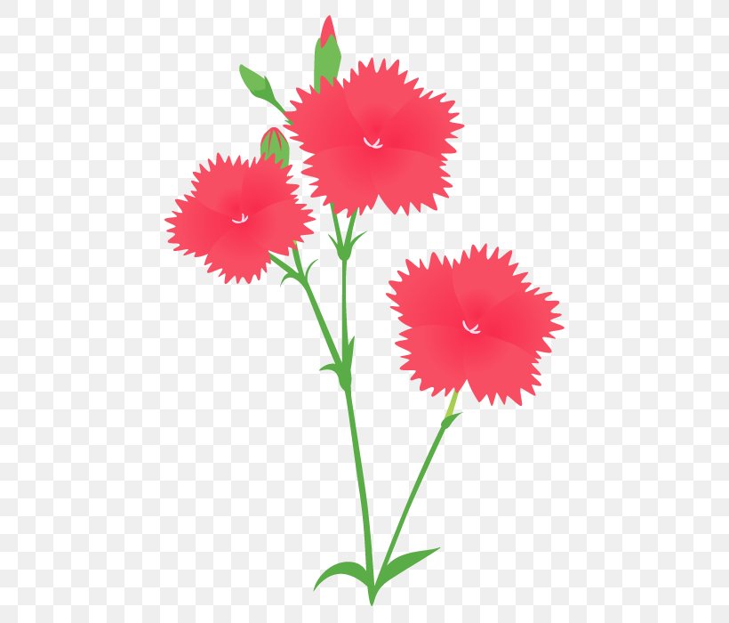Carnation Yamato Nadeshiko Cut Flowers Japan, PNG, 490x700px, Carnation, Annual Plant, Cut Flowers, Dianthus, Flora Download Free