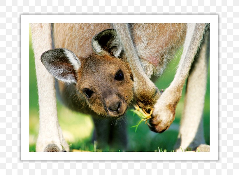 Macropods The Kangaroo Pouch Western Grey Kangaroo, PNG, 800x600px, Macropods, Animal, Cuteness, Eastern Grey Kangaroo, Fauna Download Free