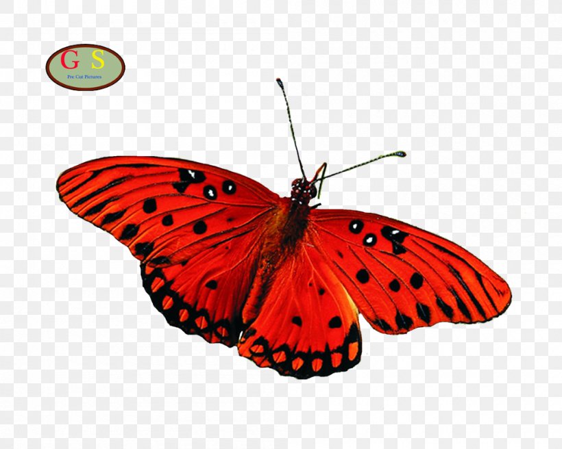 Butterfly Insect Desktop Wallpaper Greta Oto, PNG, 1000x800px, Butterfly, Arthropod, Brush Footed Butterfly, Butterflies And Moths, Channel Download Free