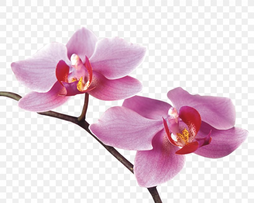 Orchids Flower .de, PNG, 1600x1277px, Orchids, Blog, Cattleya, Centerblog, Dendrobium Download Free