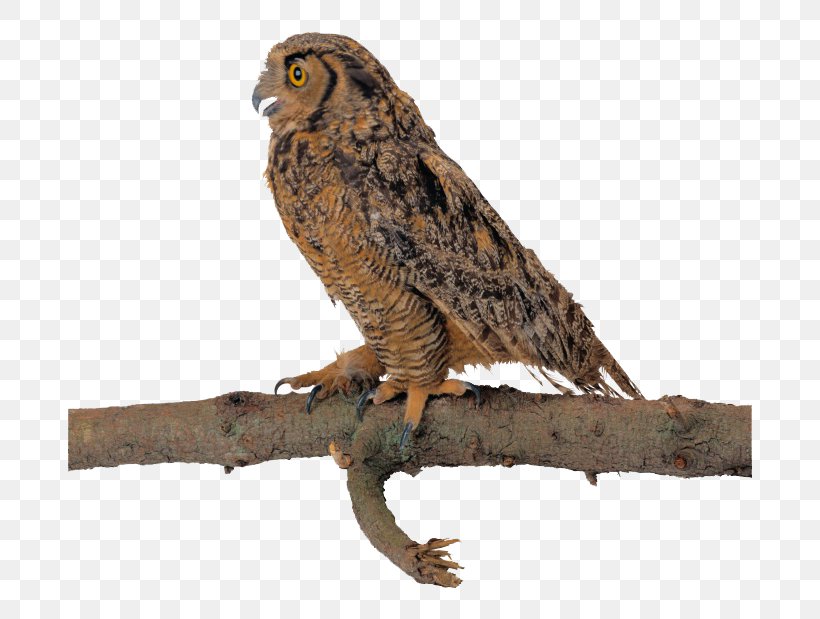 Owl Bird Flight Clip Art, PNG, 760x619px, Owl, Animal, Beak, Bird, Bird Of Prey Download Free