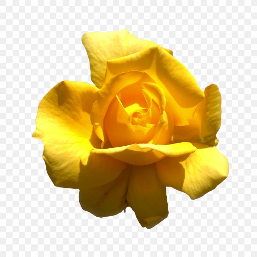 Rose Information Clip Art, PNG, 1400x1400px, Rose, Computer Program, Cut Flowers, Flower, Flowering Plant Download Free