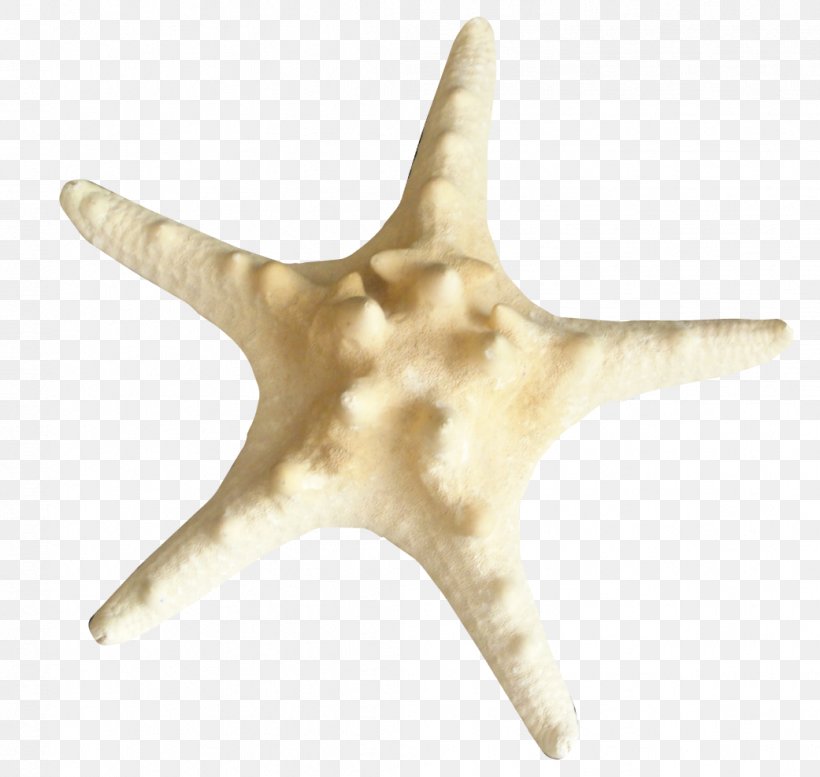 Starfish Insect Echinoderm Clip Art, PNG, 1041x987px, Starfish, Alphabet, Animal, Cooking, Echinoderm Download Free