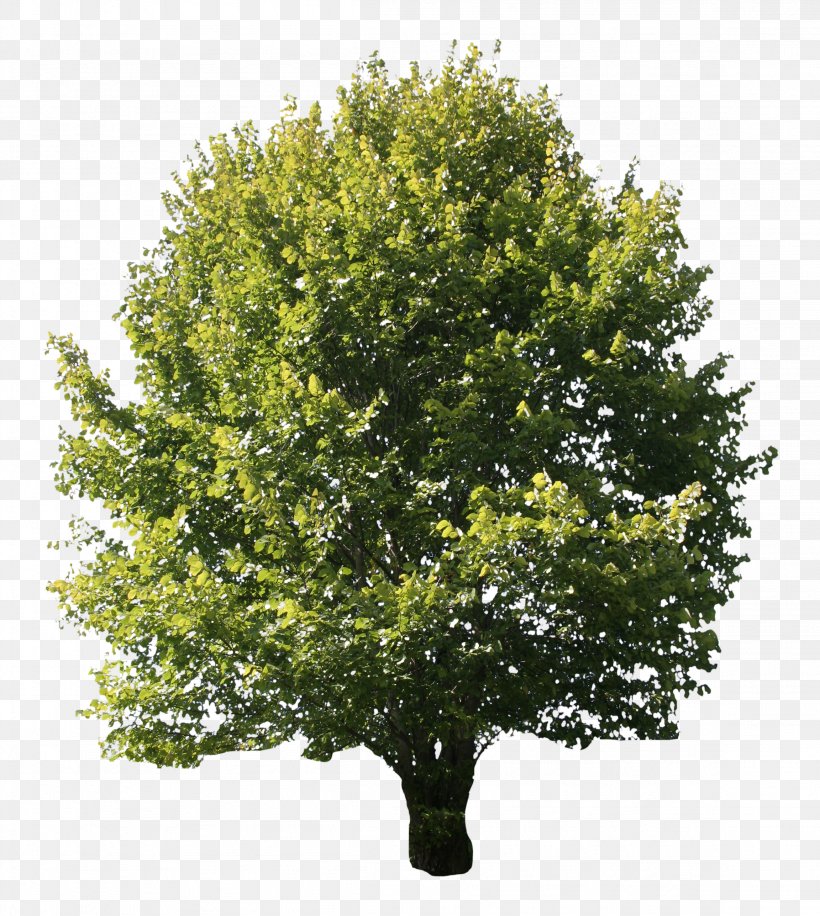 Desktop Wallpaper Oak Tree Image, PNG, 2304x2575px, Oak, Branch, Deciduous, Evergreen, Istock Download Free