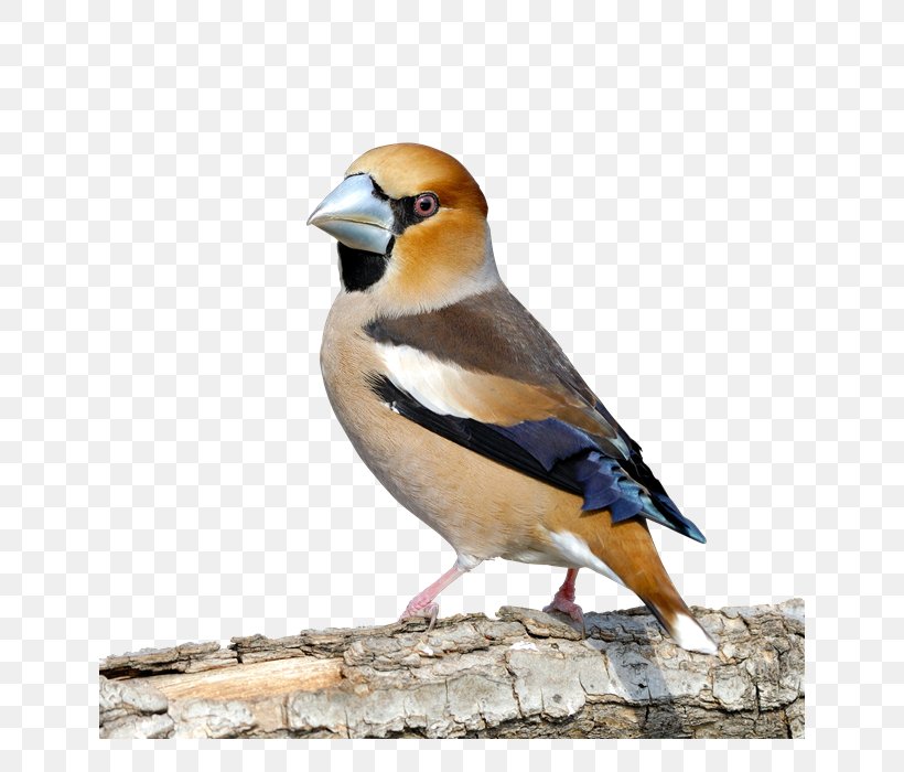 Finches Bird Hawfinch House Sparrow Beak, PNG, 640x700px, Finches, Beak, Bird, European Robin, Fauna Download Free