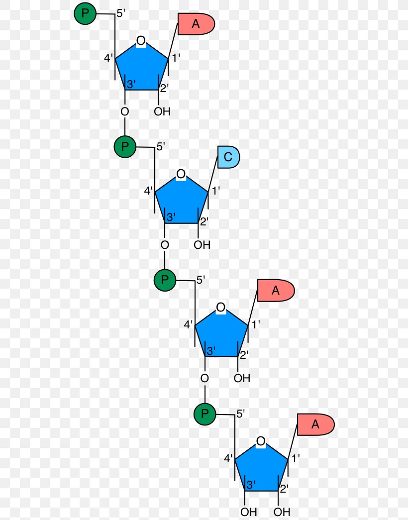 Line Point Angle, PNG, 533x1045px, Point, Animal, Area, Diagram, Organism Download Free