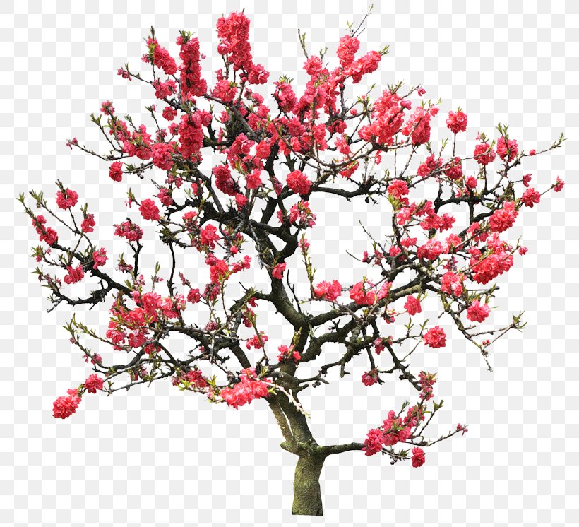 Peach Tree Underhand Stock Photography, PNG, 800x746px, Peach, Animaatio, Apricot, Blossom, Branch Download Free