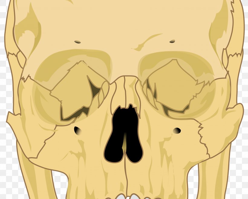Skull Human Skeleton Bone Anatomy, PNG, 3000x2400px, Watercolor, Cartoon, Flower, Frame, Heart Download Free