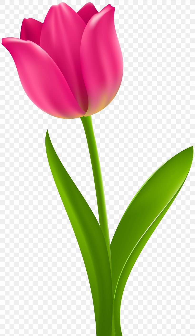 Tulip Flower Desktop Wallpaper Clip Art, PNG, 4651x8000px, Tulip, Bud, Cut Flowers, Flower, Flowering Plant Download Free