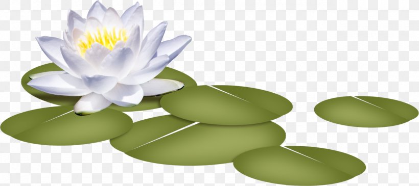 White Water-Lily Petal Water Lilies Nelumbo Nucifera Flower, PNG, 1280x570px, White Waterlily, Art, Flower, Lilium, Lotus Download Free