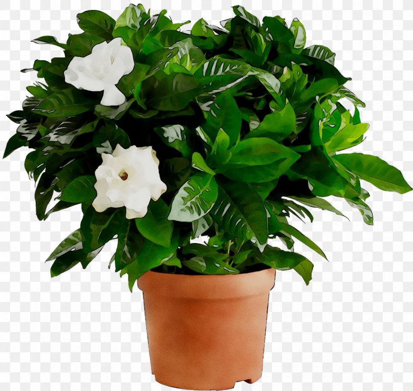 Cape Jasmine Houseplant Gardenia Thunbergia Plants, PNG, 1272x1206px, Cape Jasmine, Anthurium, Azalea, Begonia, Chlorophytum Comosum Download Free