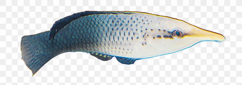 Deep Sea Fish, PNG, 1280x451px, Fish, Animal Figure, Beak, Color, Deep Sea Download Free