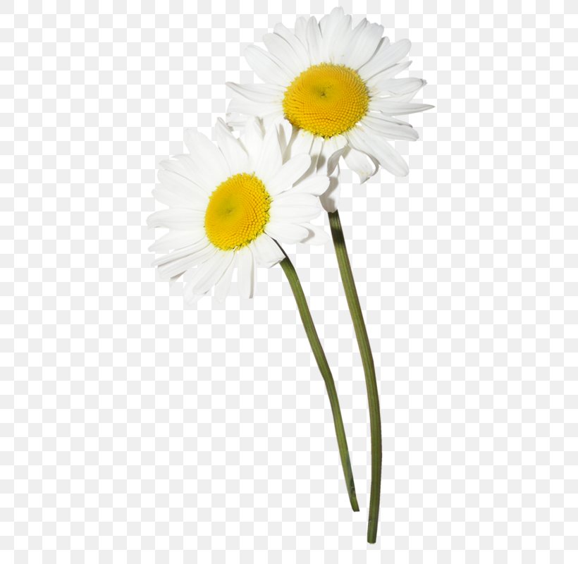Flower Chamomile Clip Art, PNG, 452x800px, Flower, Chamomile, Computer Software, Cut Flowers, Daisy Download Free